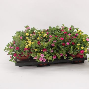 Calibrachoa MIX IN POT