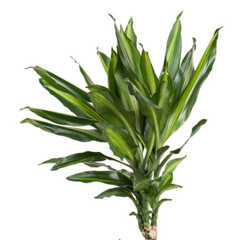 Dracaena fragrans CINTHO — Plant Wholesale FlorAccess