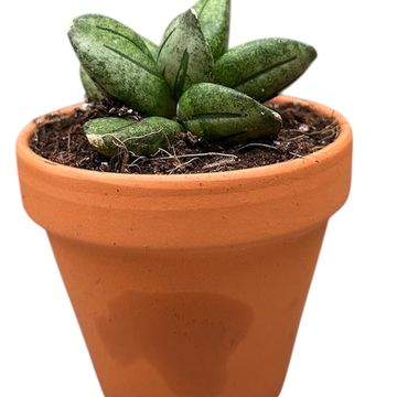 Sansevieria 'Pyramid'