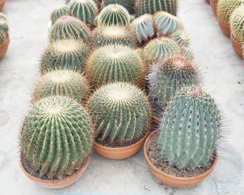 Ferocactus