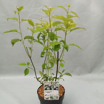 Hydrangea arborescens CANDYBELLE MARSHMALLOW
