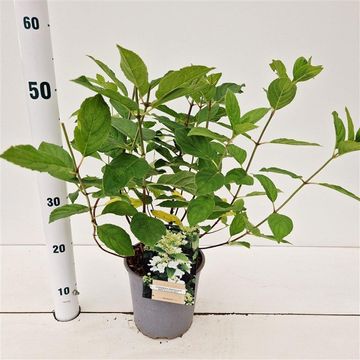 Hydrangea paniculata DART'S LITTLE DOT