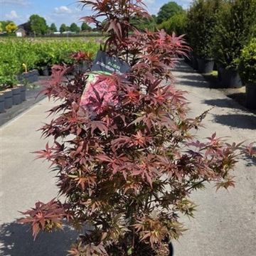 Acer palmatum 'Shaina'