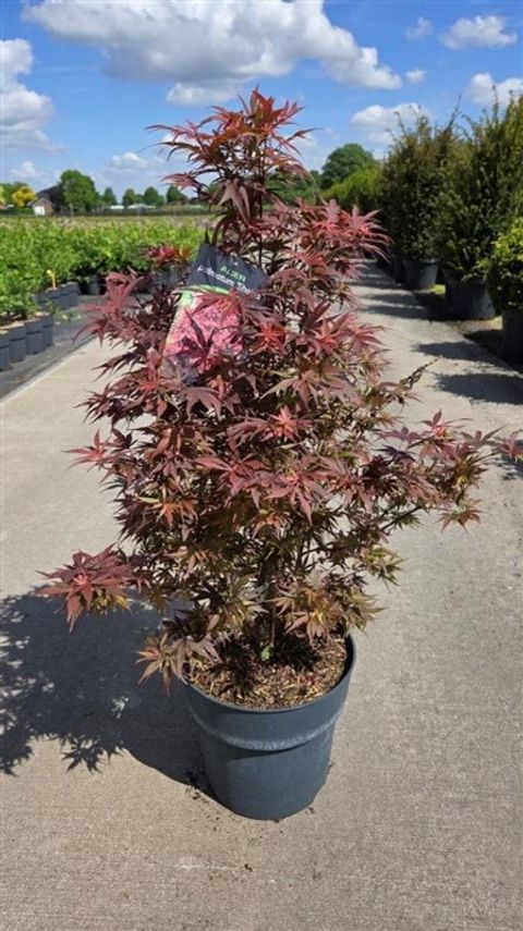 Acer palmatum 'Shaina'