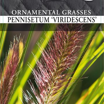 Grasses MIX