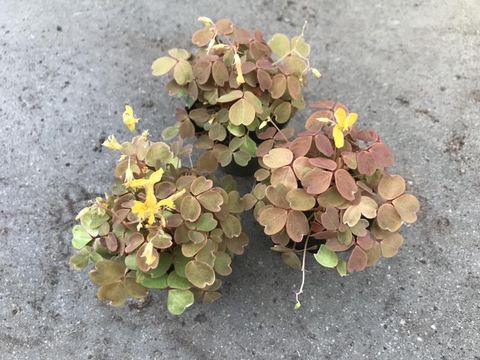 Oxalis vulcanicola 'Sunset Velvet'