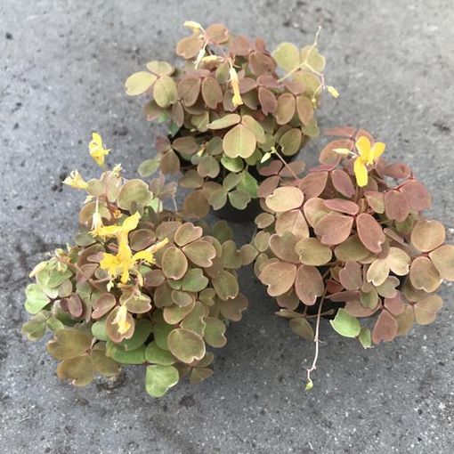 Oxalis vulcanicola 'Sunset Velvet'