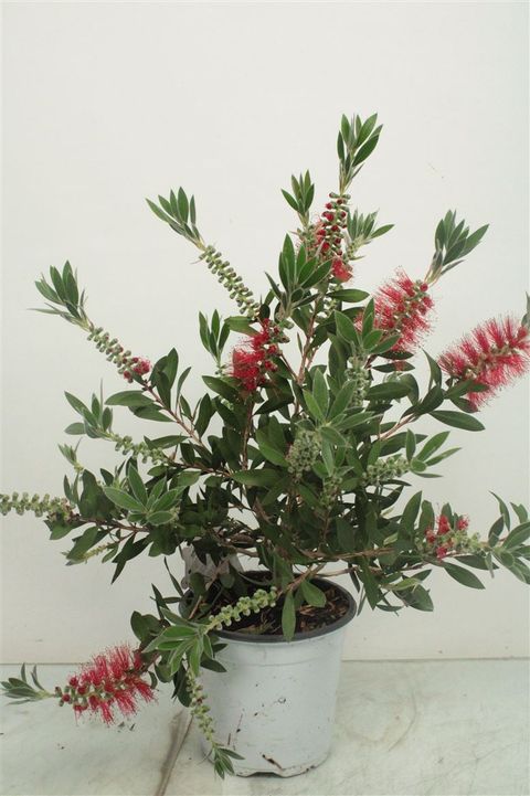 Callistemon laevis