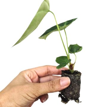 Anthurium forgetii