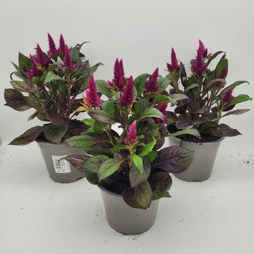 Celosia argentea