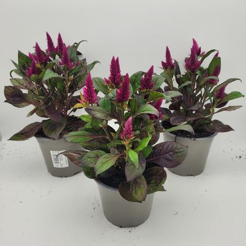 Celosia argentea