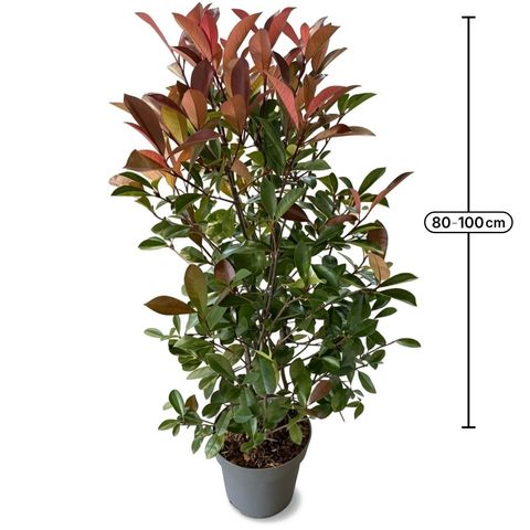 Photinia x fraseri 'Red Robin'