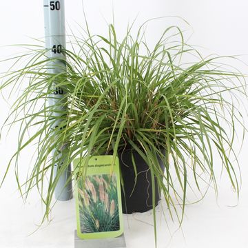 Pennisetum alopecuroides