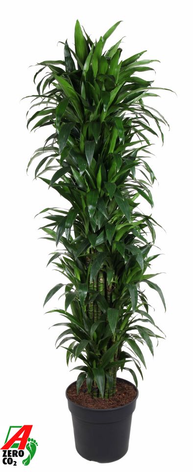 Dracaena fragrans 'Джанет Крейг'