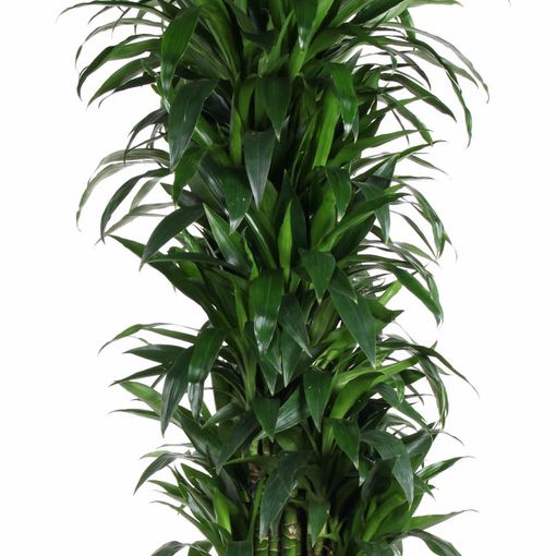 Dracaena fragrans 'Janet Craig'