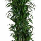 Dracaena fragrans 'Джанет Крейг'