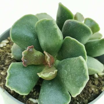 Adromischus cristatus 'Purple Skin'