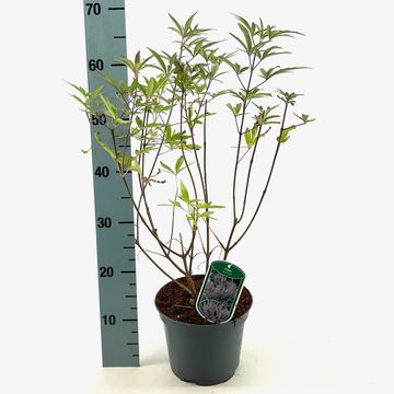 Vitex agnus-castus