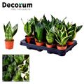 Sansevieria MIX