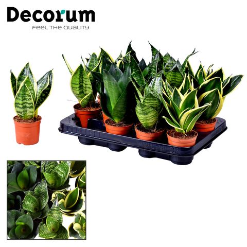 Sansevieria MIX