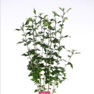 Hibiscus syriacus 'Speciosus'