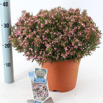 Andromeda polifolia 'Компакта'