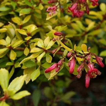 Escallonia GOLDEN CARPET