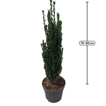 Ilex crenata 'Fastigiata'