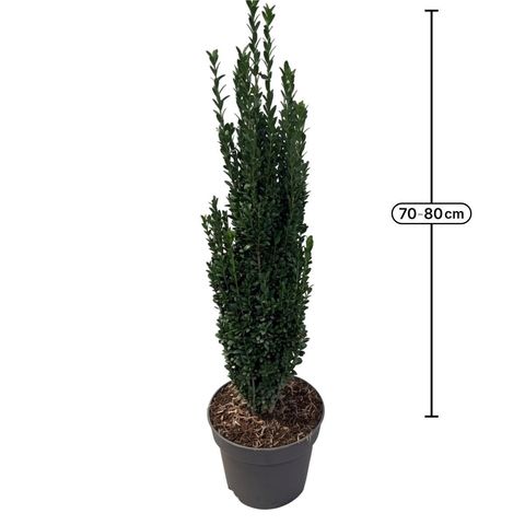 Ilex crenata 'Fastigiata'
