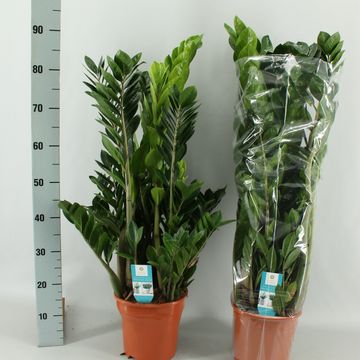 Zamioculcas zamiifolia