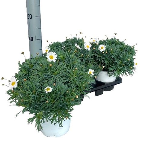 Argyranthemum frutescens