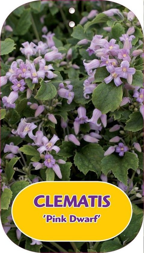 Clematis 'Pink Dwarf' (H)