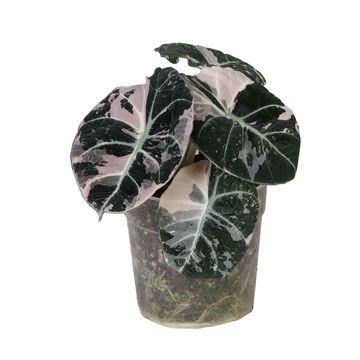 Alocasia 'Black Velvet Pink Variegata'