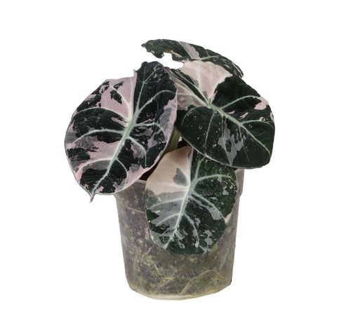 Alocasie 'Black Velvet Pink Variegata'