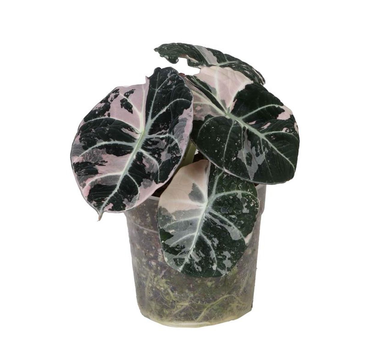 【Nyoqi1-1】Alocasia Black Velvet Pink(TC) NFS: Alocasia Black Velvet Pink Variegata | SMUKHI
