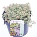 Sedum 'Little Missy'