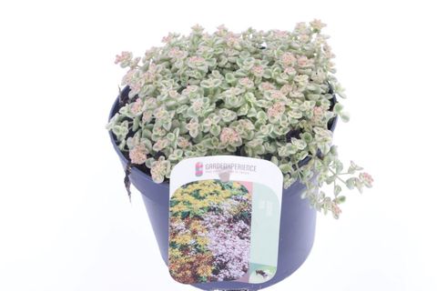 Sedum 'Little Missy'