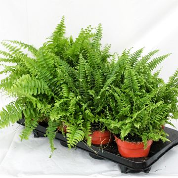 Nephrolepis exaltata MIX