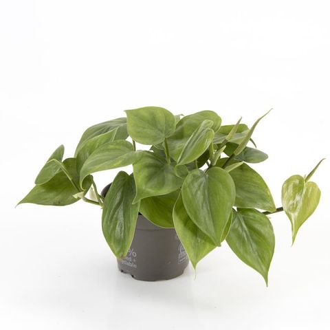 Filodendron scandens