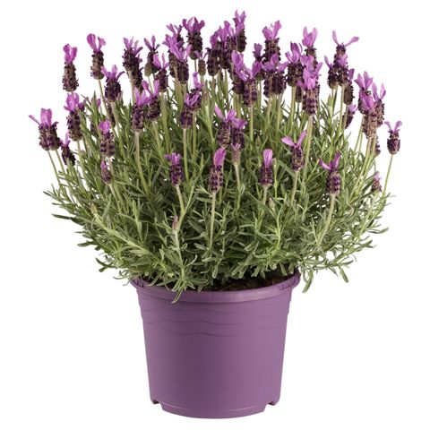 Lavandula stoechas 'Early Summer'