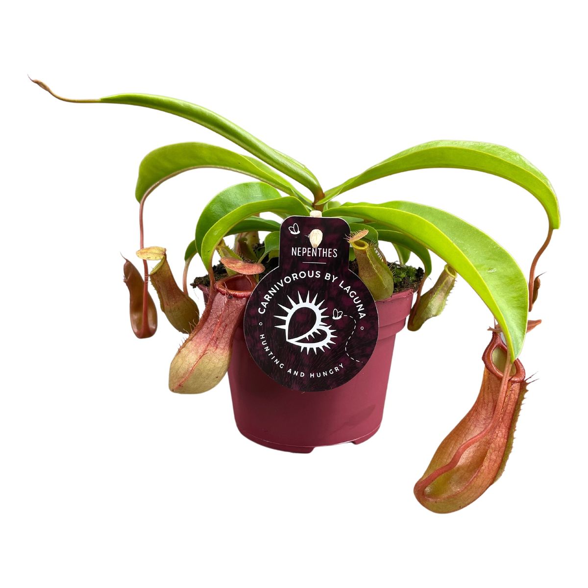 Nepenthes alata — Plant Wholesale FlorAccess