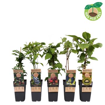 Plantas frutíferas MIX