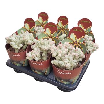 Euphorbia mammillaris variegata