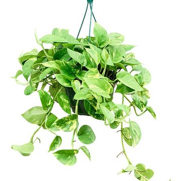 Epipremnum pinnatum 'Aureum'