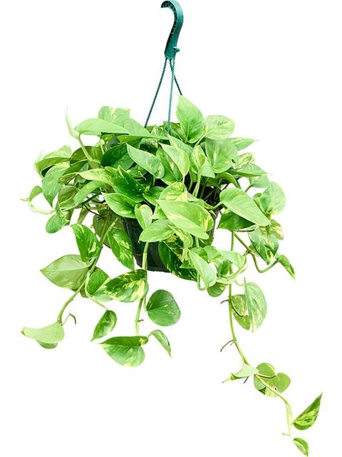 Epipremnum pinnatum 'Aureum'