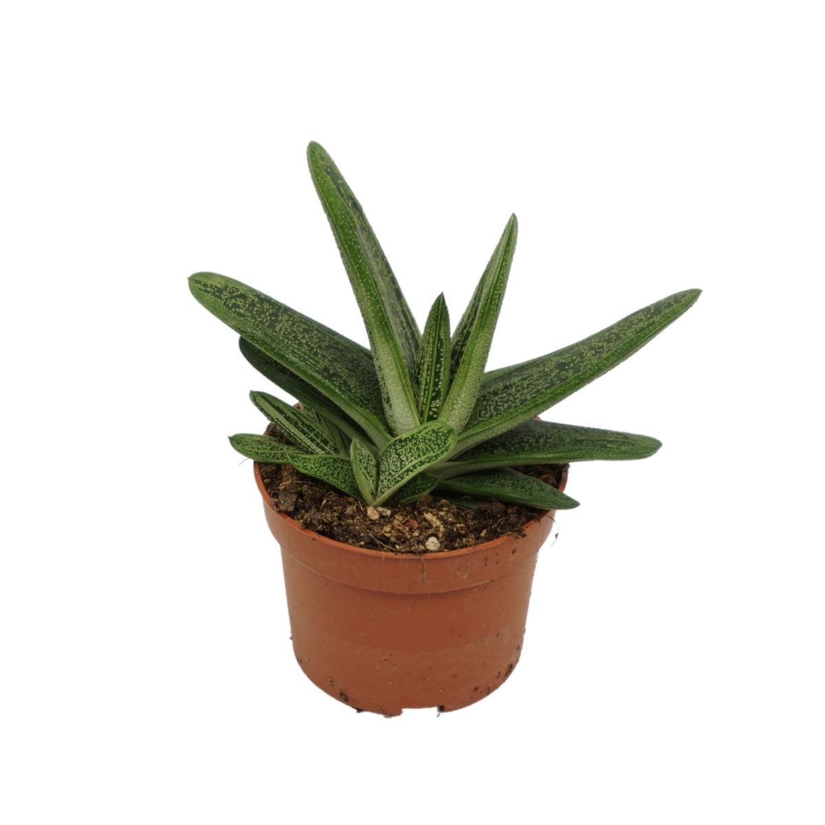 Gasteria 'Little Warty' — Plant Wholesale FlorAccess