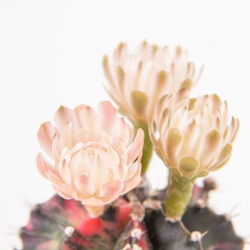 Gymnocalycium mihanovichii 'Variegata'