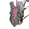 Colocasia 'Hybrid Black Panther'
