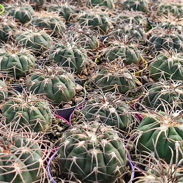 Gymnocalycium spegazzinii