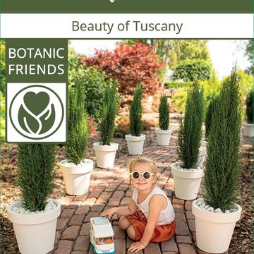 Cupressus sempervirens 'Totem'